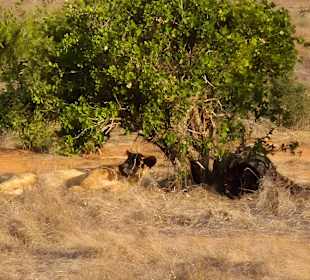 Zebra gerissen, satt und müde