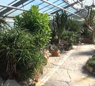 Gewächshaus für Wüstenpflanzen - Berggarten