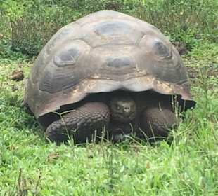 Ein Treffen mit solchen Giganten  ist unvergeßlich