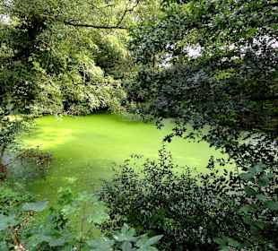 Spaziergang durch Thieles Garten