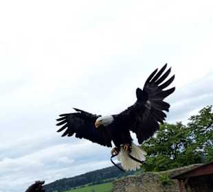 Weißkopf-Seeadler im Anflug