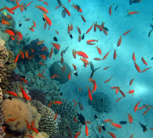 Schnorcheln Hurghada