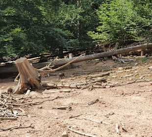 Kurpfalz-Park - Tierpark