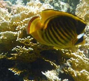 Tabak Falterfisch