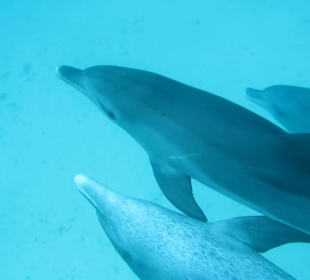 Wunderschön der Ausflug mit Delfingarantie