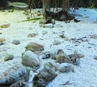 Old Town Aquarium, Rhodos