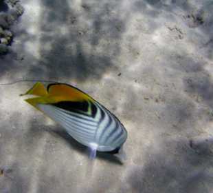 Korallenriff beim Strand