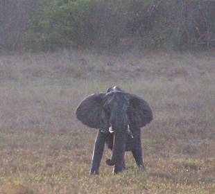 Waldelefant