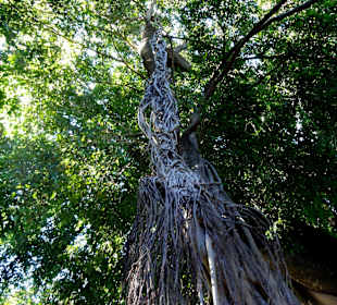 Lianen im Botanischen Garten