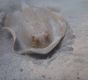 Tierwelt unter Wasser