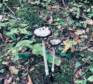 Wandern Techendorf