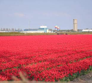Поля цветов в Голандии