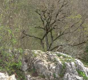 Biotop Knoblauchfelsen