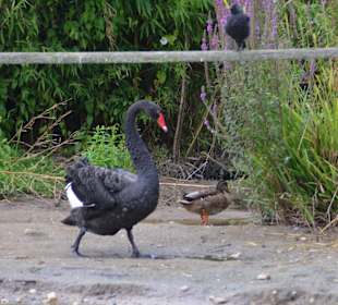 Irrland Bauernhof-Erlebnisoase