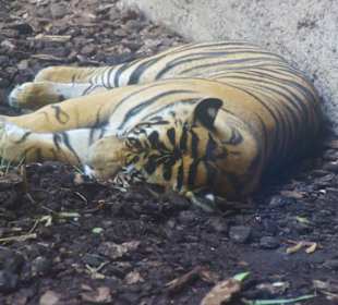 Schöner Stadt Zoo Fuengirola