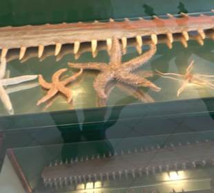 Naturhistorisches Museum