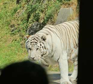Kameltheater & Weißer Hof