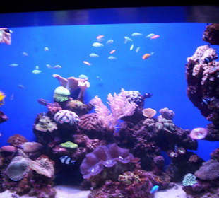 Aquarium
