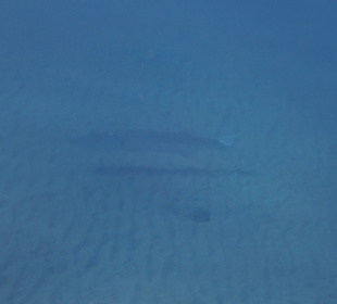 Schnorcheln Abu Dabbab