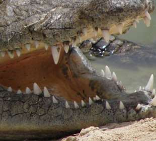 Unser kleines Krokodil 