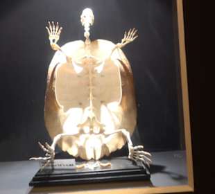 Naturhistorisches Museum