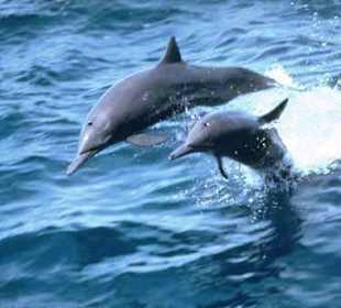 MyHolidaysAdventures-Dubai - Musandam Khasab Oman