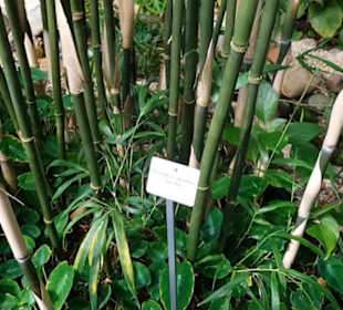 Botanischer Garten