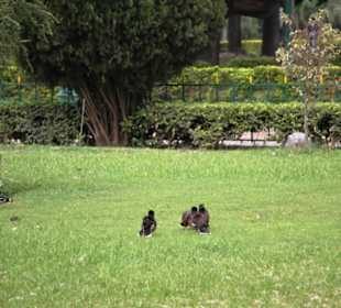 Viktoria Memorial Kalkutta