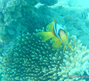 Schnorcheln Makadi Bay