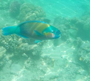 Schnorcheln Hurghada