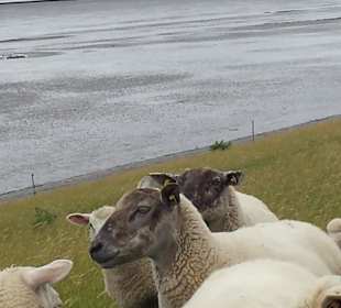 Die Nordsee