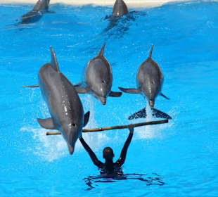 Arbeiten mit den Delfinen
