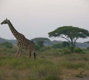 Giraffe