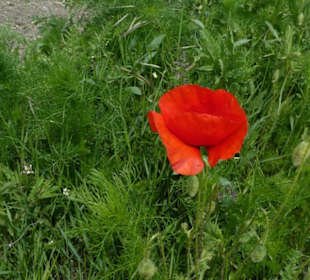 Eindruck vom Spaziergang Ostheimer Streifberg-Tour