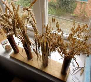 Getreideproben zur Demonstration