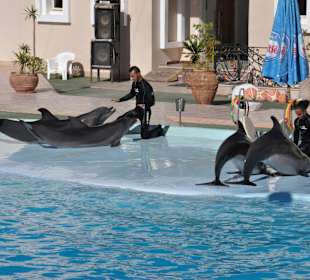 Dolphin Sharm elshiek show