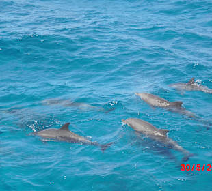 Ca. 12 Stück auf einer Stelle