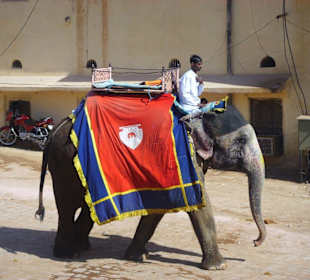 Fort Amber per Elefant