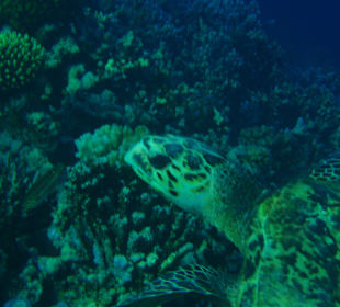 Schildkröte - auch sie wohnt im Hausriff