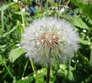 Spaziergang am südlichen Ufer des Sees