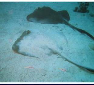 Tauchgang El Fanadir