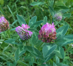 Kampinoski Park Narodowy