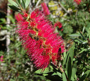 Spaziergang durch den Botanischen Garten Mascarin