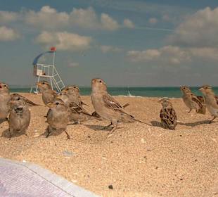 Spatzenfütterung am Strand