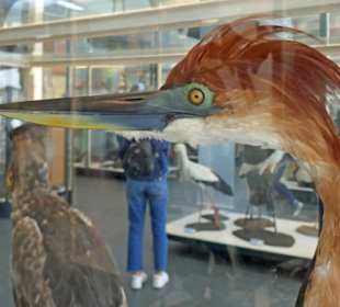 Wem dieser in freier Natur begegnet, der ängstigt.