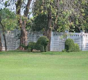 Löwen aus Buchsbaum