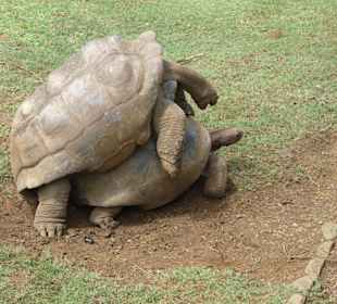 La Vanille Crocodile Park