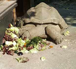 Aus dem Raritäten Zoo Ebbs