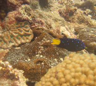 Erlebnisse bei Tauchgang Merlin Sosua