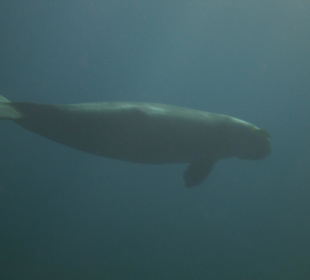 Dugong